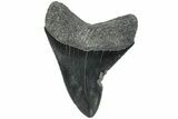 Serrated, Fossil Megalodon Tooth - South Carolina #171135-1